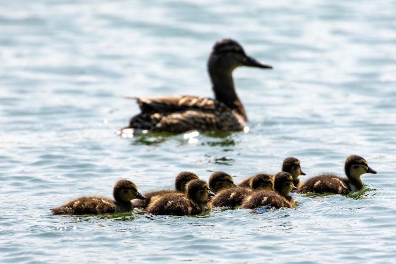 Downy mallard ducklings glide in a small convoy while an adult floats in soft focus beyond. Sunlit water sparkles around their tiny wakes as they explore the calm lake