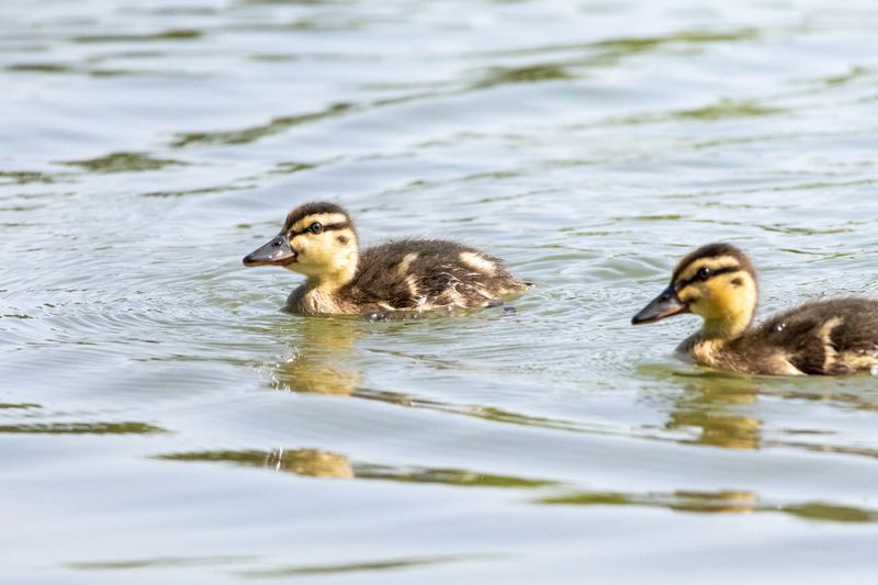 Two mallard ducklings cruise side by side across gentle ripples. Their soft down catches the morning light and tiny beaks point ahead as they learn the effortless rhythm of the lake