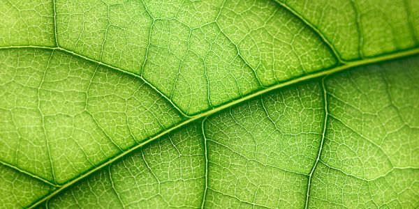 Close-up of a green leaf showing its veins.