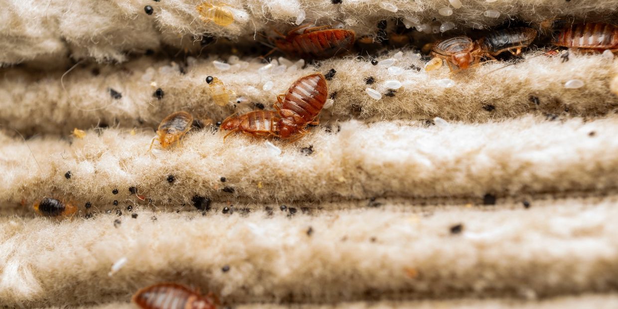 Close-up of bedbugs on fabric.
