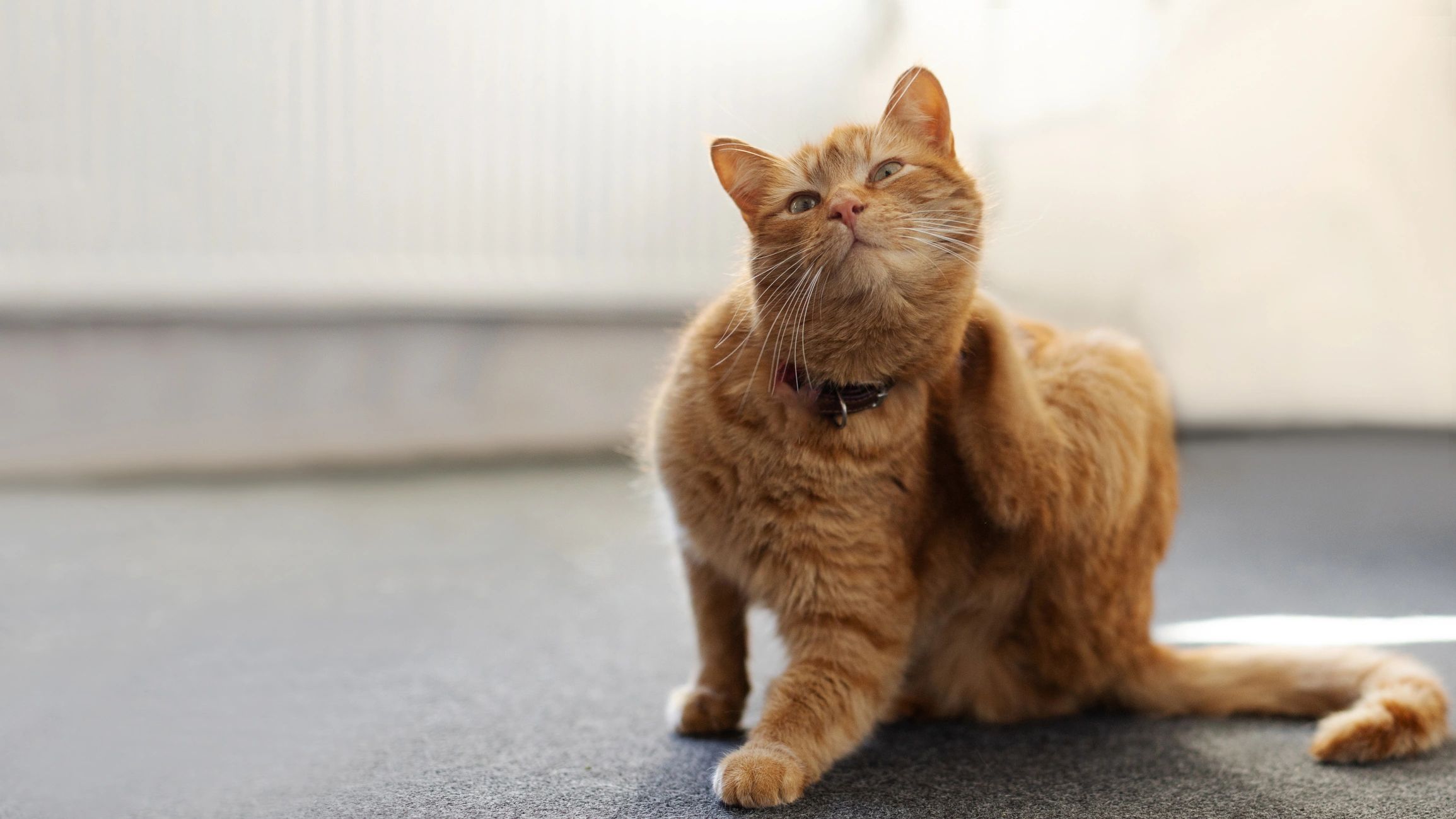 Orange cat scratching its ear indoors.