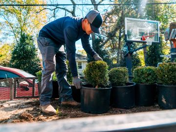 Man planting bushes in pots outdoors.
