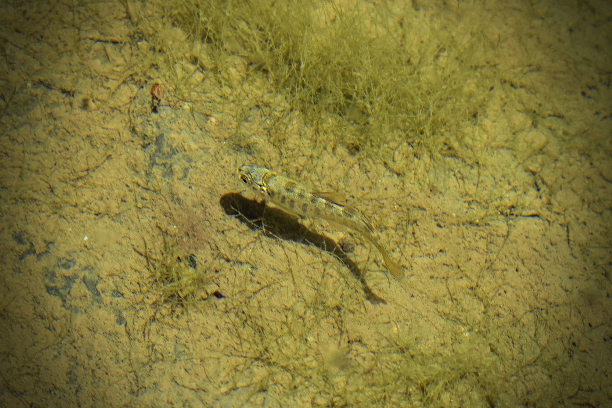 Young European Brown Trout (Salmo trutta), a solitary fish swimming in its natural habitat