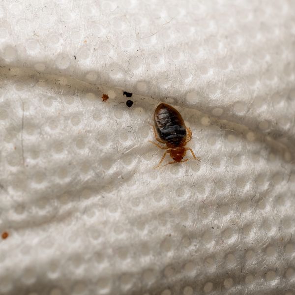 Close-up of a bed bug on fabric.