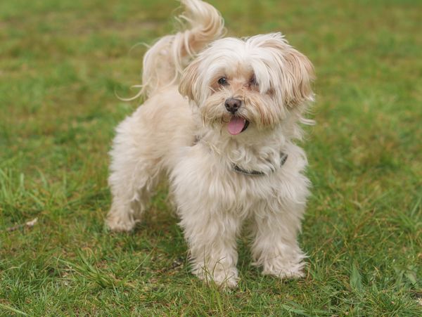 Small fluffy dog standing on grass.