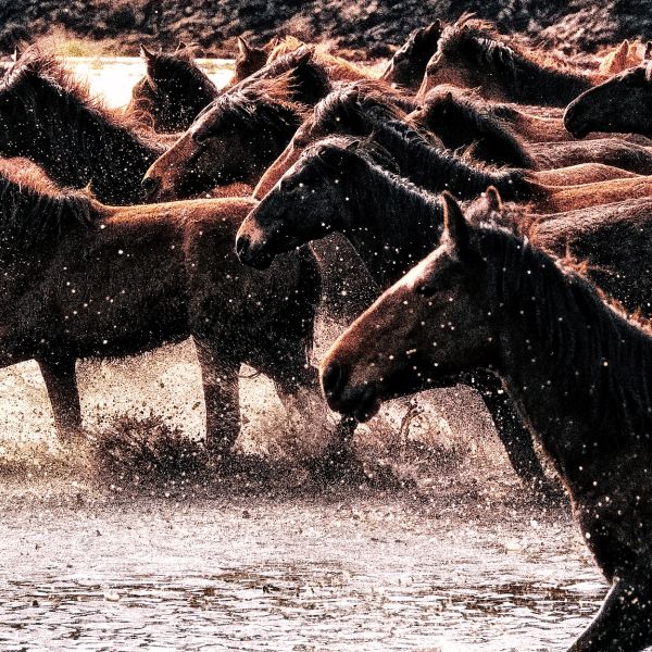 Flyer encouraging vehicle donation to support wild horses.