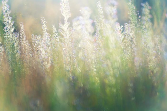 Soft-focus wildflowers and tall grasses in warm morning light