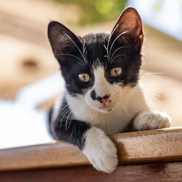 Black and white kitten resting on a wooden surface.