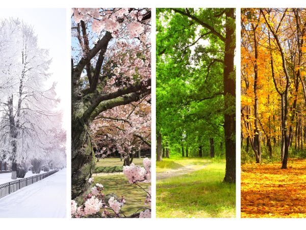 Four vertical panels showing trees in winter, spring, summer, and autumn.