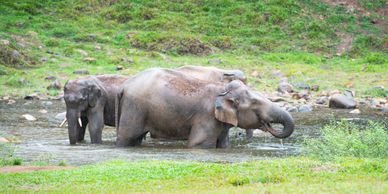 Elephant sighting on a wildlife safari 