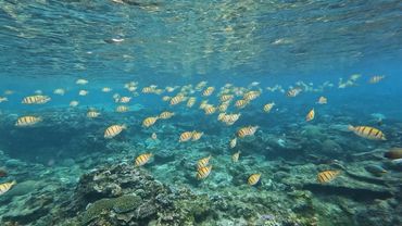 A school of striped fish swimming underwater above coral reefs.