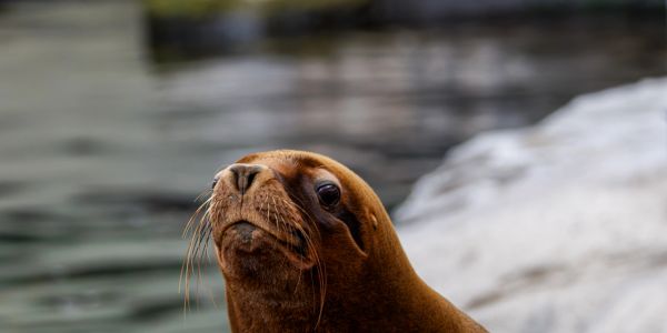 Nahaufnahme eines neugierigen Seelöwen am Wasser.