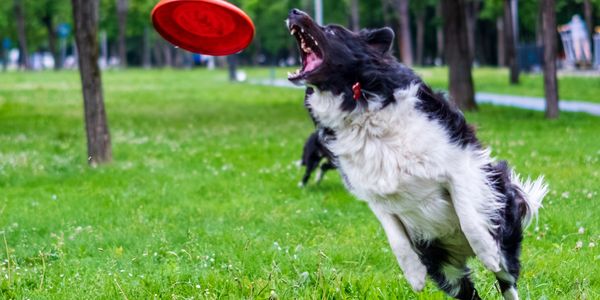 Dog catching a red frisbee in a park.