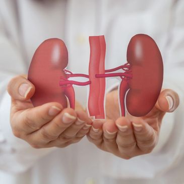 Person holding a model of human kidneys.