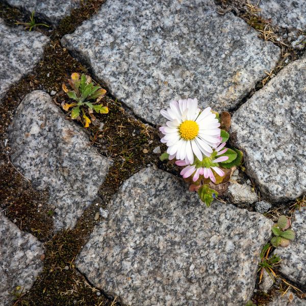 White flower growing between pavement stones.