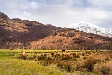 Two Highland cows stand together in a green pasture.