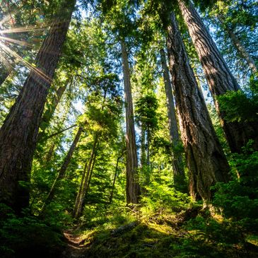 Sunlight filters through towering forest trees.