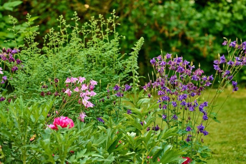 A lush cottage-style garden scene featuring purple Aquilegia (columbine) and a single pink Paeonia (peony) amid mixed green foliage and meadow plants, evoking a peaceful summer mood in Denmark with natural textures, shallow depth of field and vibrant seasonal color.