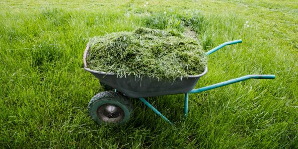 Wheelbarrow filled with cut grass on a lawn.