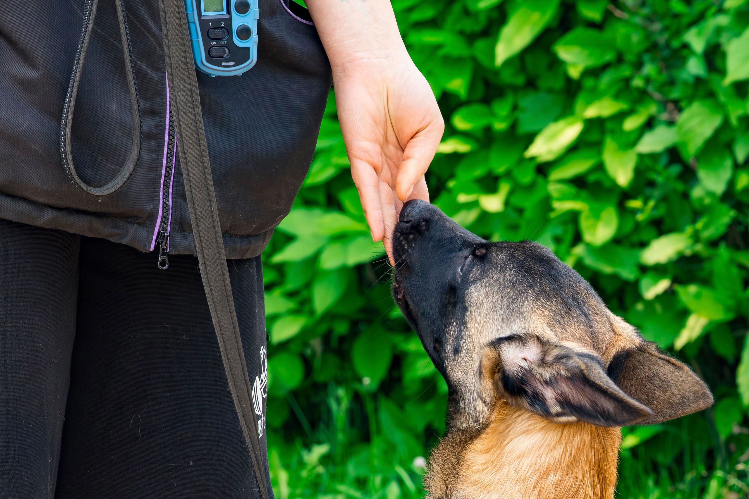 A dog sniffing a person's hand outdoors.
