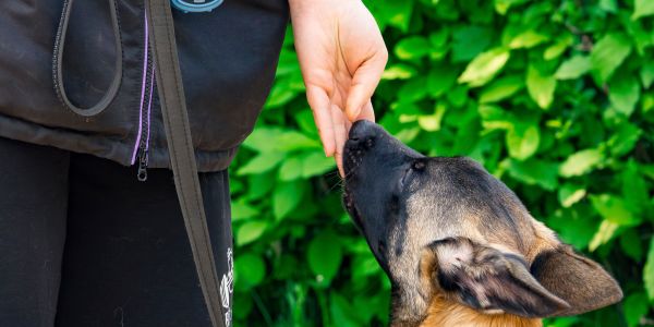 A dog sniffing a person's hand.