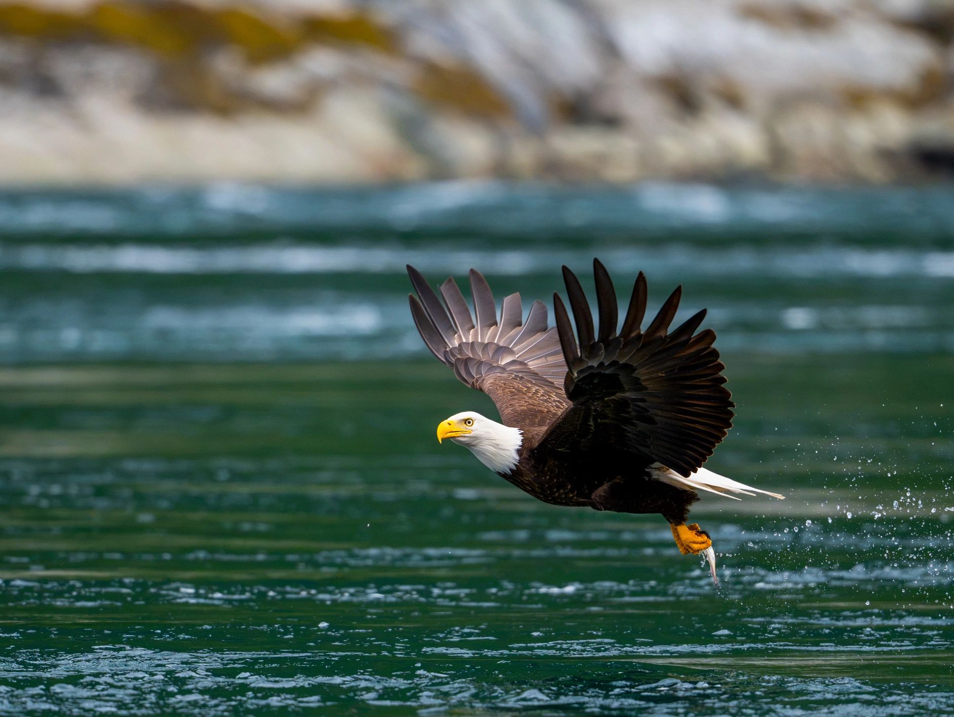 Bald eagle flying low over water with prey in its talons.