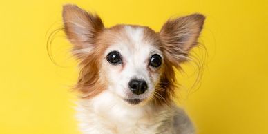 Small dog with large ears on a yellow background.