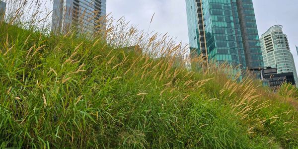Tall grass with city skyscrapers in the background.