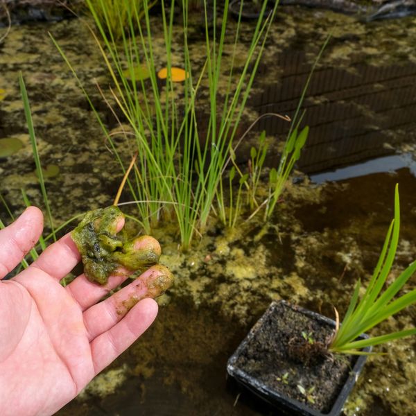 Hand holding green algae near water plants.