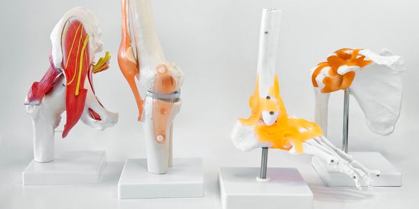 Four anatomical models of human joints on stands.