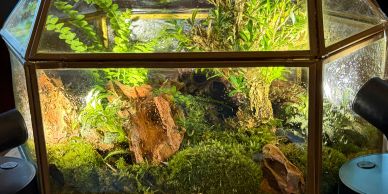 A terrarium with lush plants and moss inside a glass enclosure.