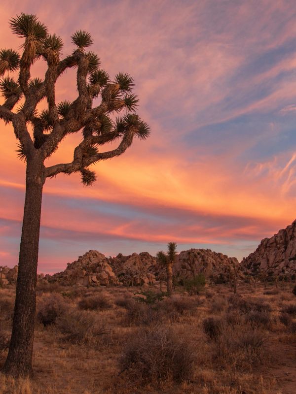 Joshua tree in desert at sunset with colorful sky.
