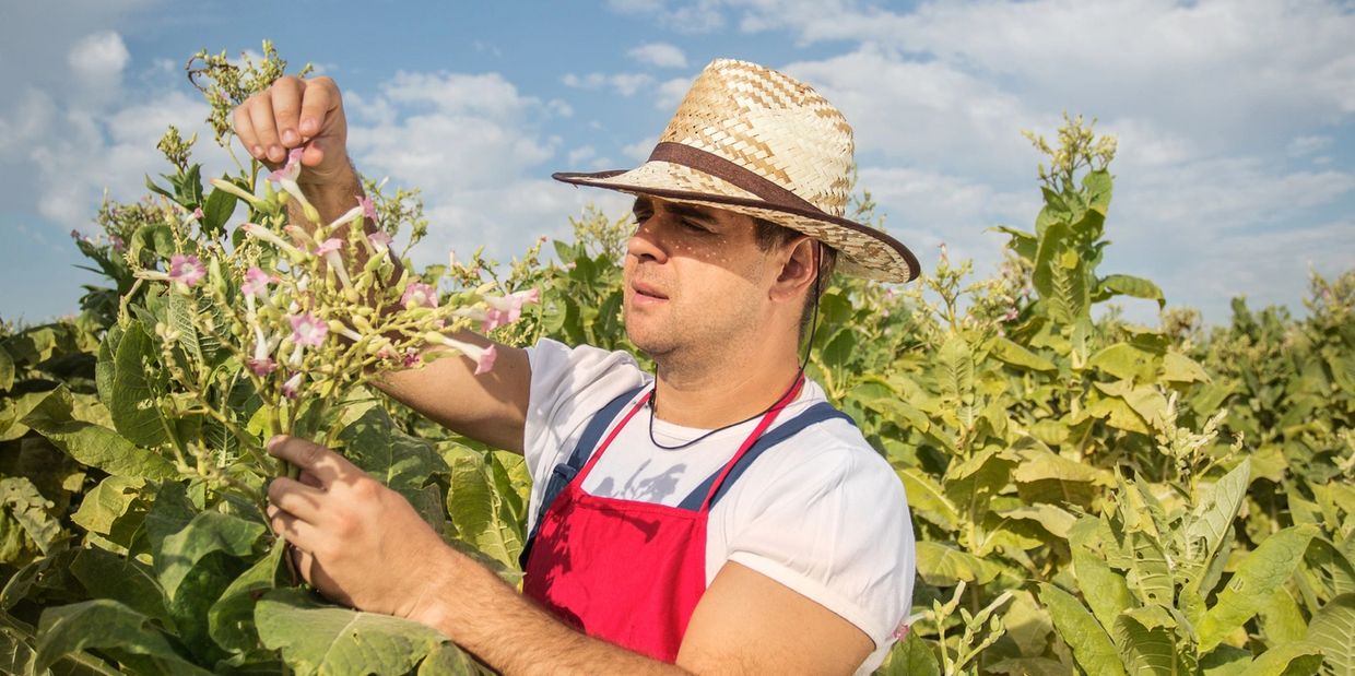 Man in a red apron tending to plants in a field under a sunny sky.