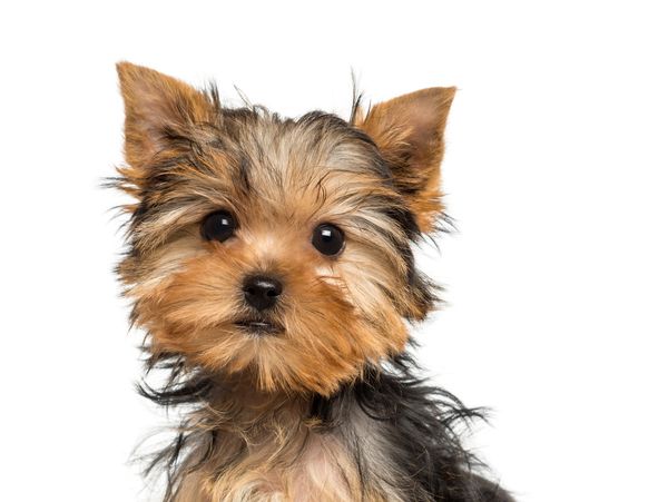 Close-up of a cute Yorkshire Terrier puppy.