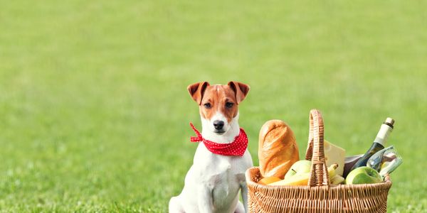 Dog with red bandana sits next to a picnic basket on grass.