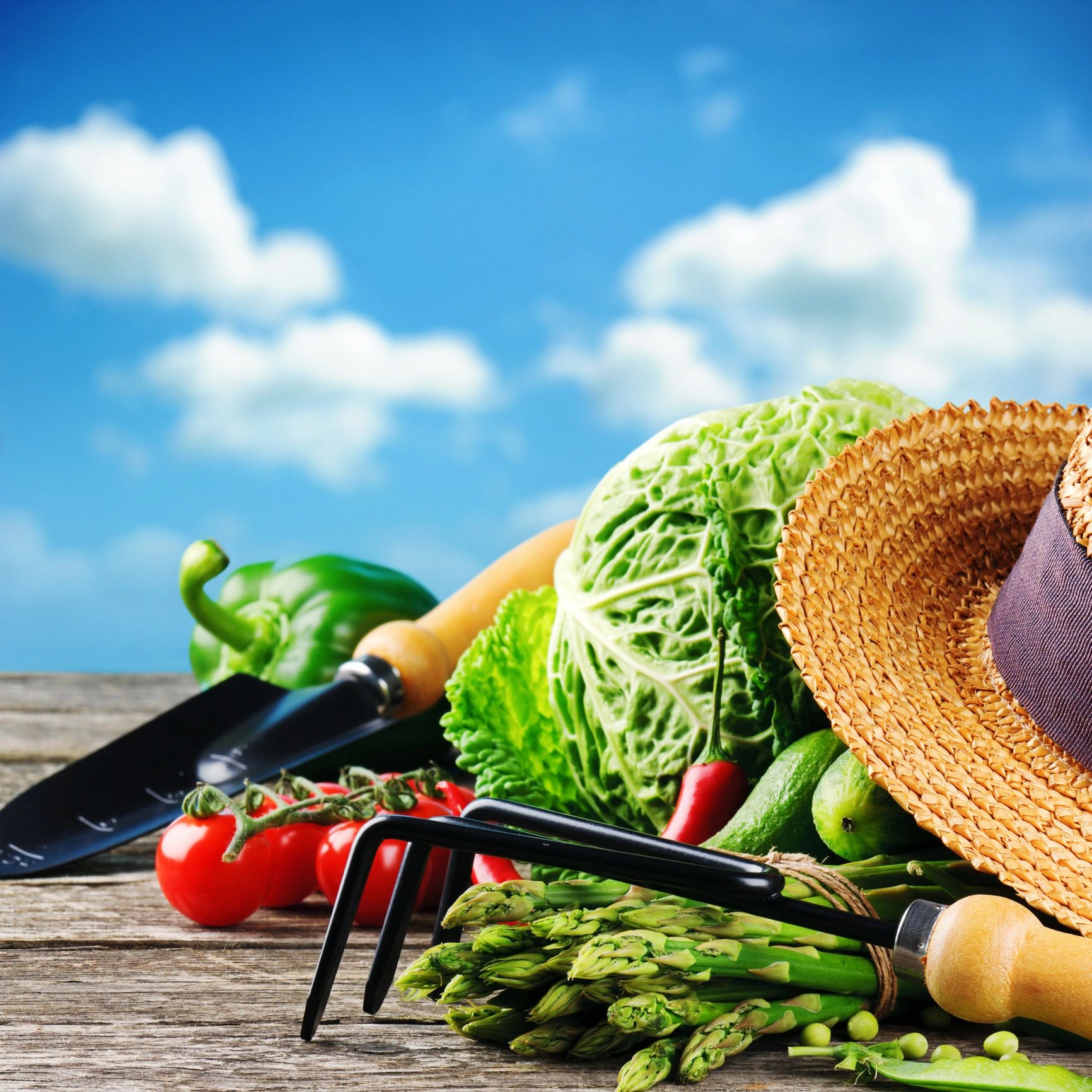 Fresh garden vegetables and tools under a bright blue sky.