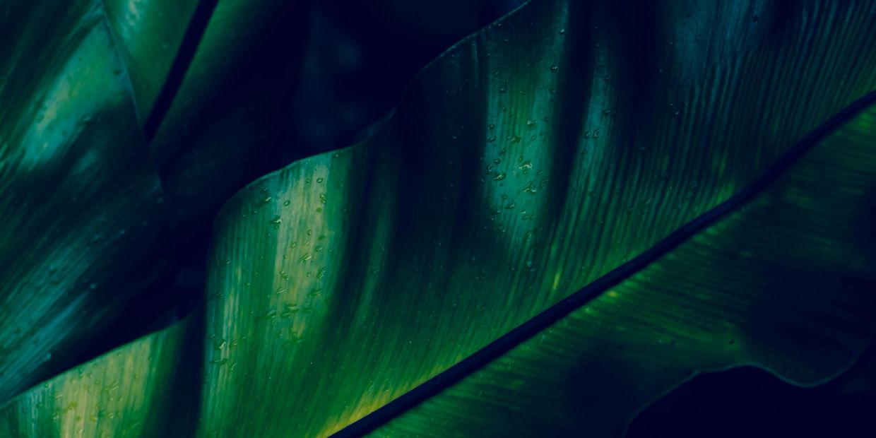 Close-up of green leaves with water droplets.