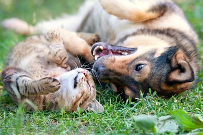 A cat and dog playing in the grass, while lying on their backs. They’re both snuggling their faces
