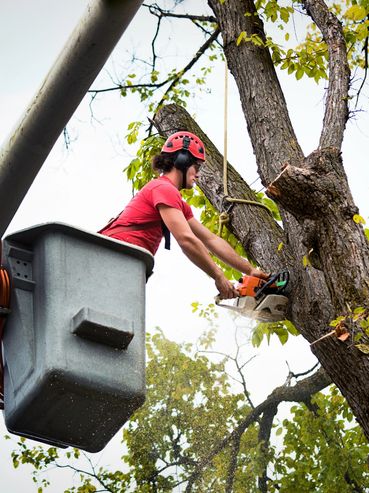 DLC Services Tree Removal photo 1