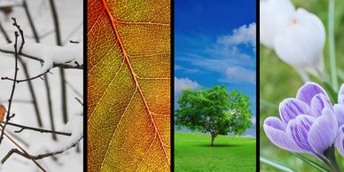 Four vertical panels showing winter snow, autumn leaf, spring tree, and spring flowers.