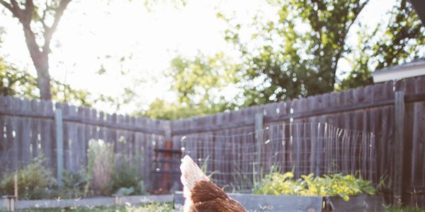 A chicken pecking on grass in a backyard garden at sunrise or sunset.