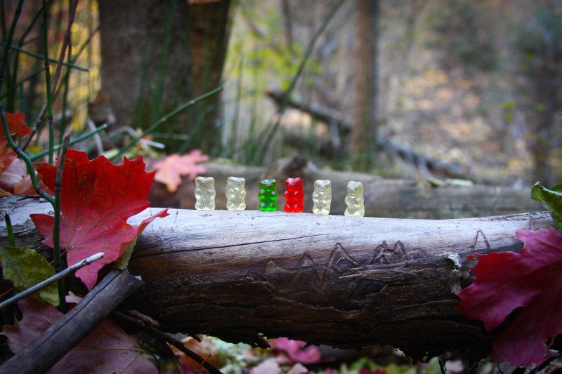 Gummy bears are posed on a log during a fall day