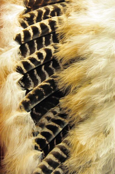 Close-up of patterned feathers with soft, light fur.