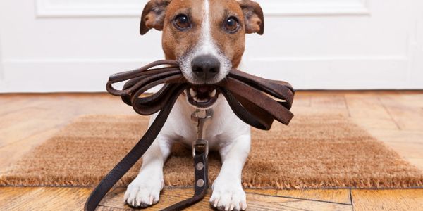 Dog holding its leash in mouth, ready for a walk.