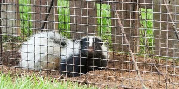 A skunk inside a fenced enclosure.