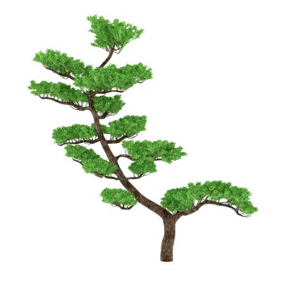 A stylized bonsai tree with green foliage and a uniquely shaped trunk.