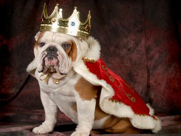 Royal treatment VIP Bulldog Georgia king crown red cape daycare boarding