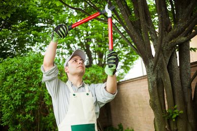 Brisbane tree trimming
