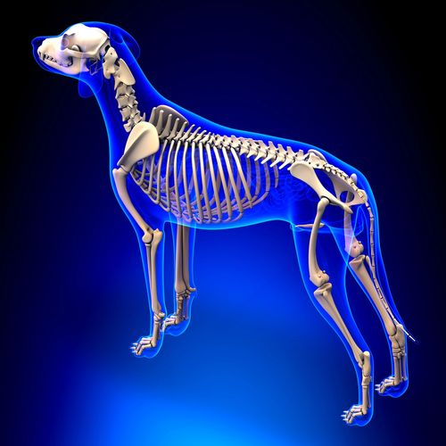 3D illustration of a dog's skeletal system with a translucent blue outline.