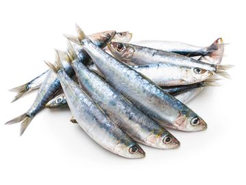 Frozen Sardine Malaysia